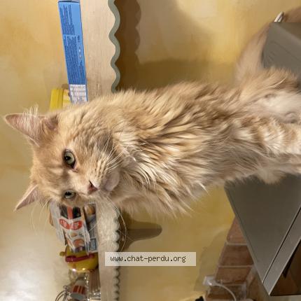 Photo de chat perdu à Angers