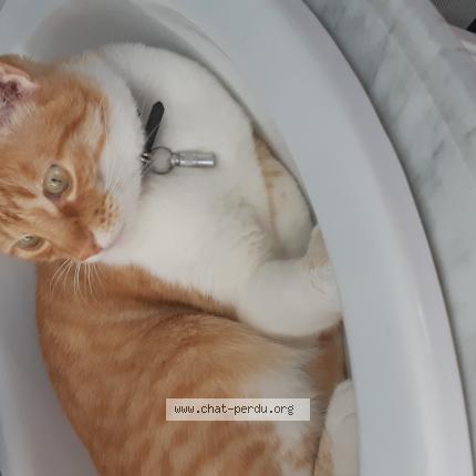 Photo 1/1 Natalia Da Cruz Martins Chat perdu à La cote st andre