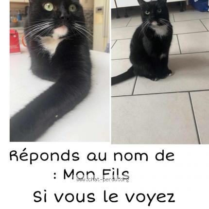 Photo de chat perdu à Sains En Gohelle