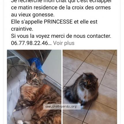 Photo 1/1 Chat retrouvé Perdu à Gonesse