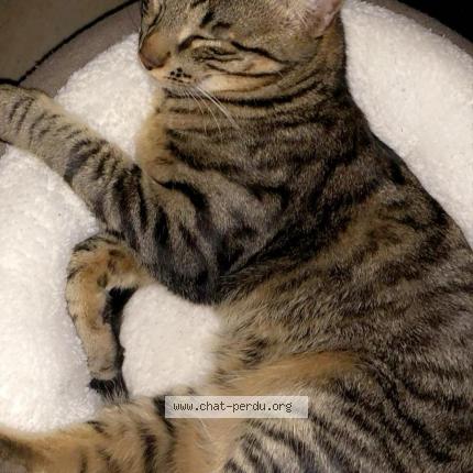 Photo de chat perdu à Gagny