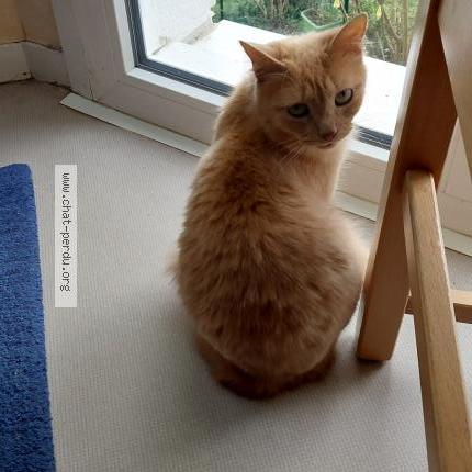 Photo de chat perdu à Ploermel