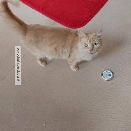 Photo 2/2 Chat retrouvé Perdu à Ploermel