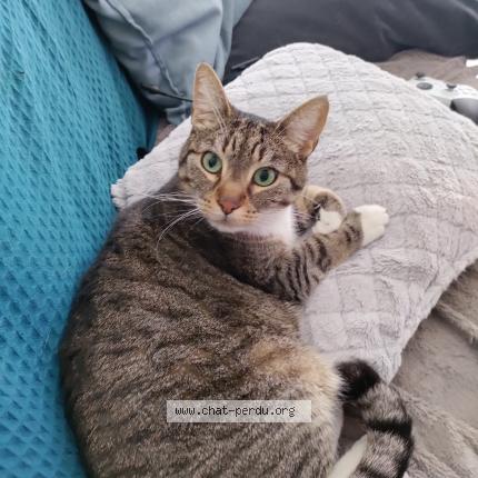 Photo de chat perdu à Brunoy