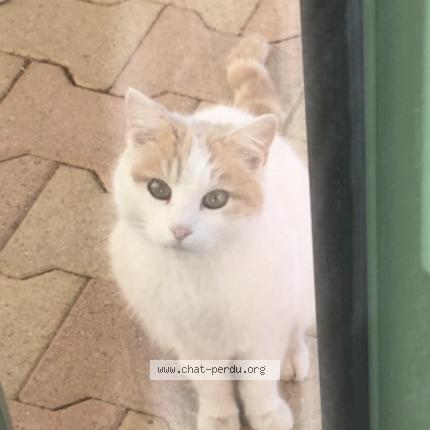 Photo de chat trouvé à Les Arcs Sur Argens