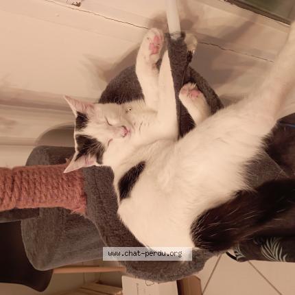 Photo de chat perdu à Montauban