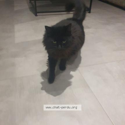 Photo de chat perdu à Champier