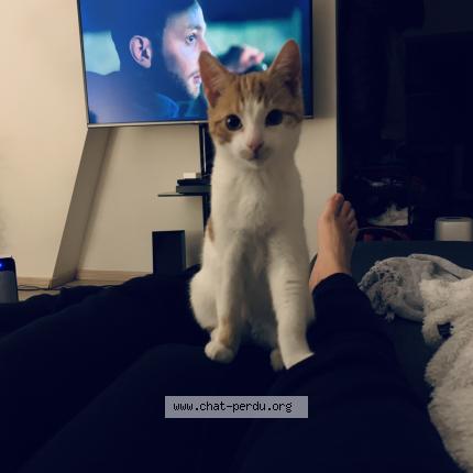 Photo 1/1 Tommy Chat perdu à Givet