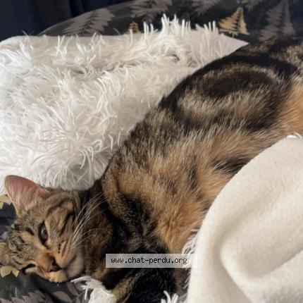 Photo de chat perdu à Orange