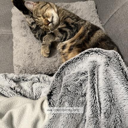 Photo 1/1 Chat retrouvé Perdu à Neuille Le Lierre