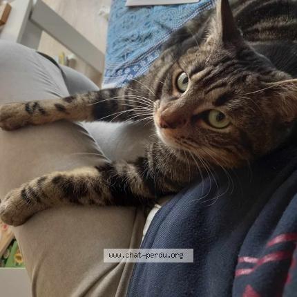 Photo de chat perdu à Saint Etienne