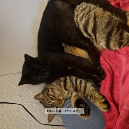 Photo 1/1 Chat retrouvé Perdu à Toulouse