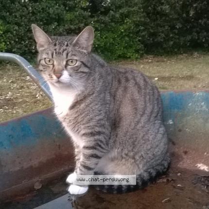 Photo 1/1 Chat retrouvé Perdu à Bordeaux