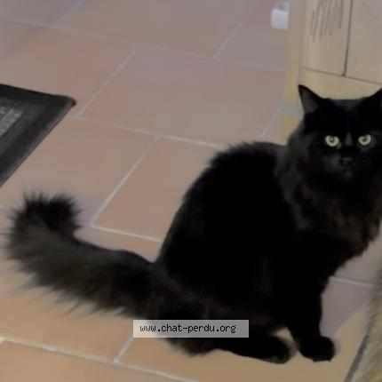 Photo de chat perdu à St Cyr Sur Mer