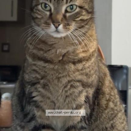 Photo de chat trouvé à Nice