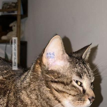 Photo 2/2 Chat retrouvé Trouvé à Nice
