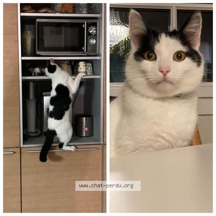 Photo 1/1 MERLINE Chat perdu à Courtavon