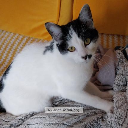 Photo de chat perdu à Bourgss
