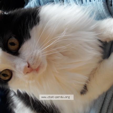Photo de chat perdu à Allassac