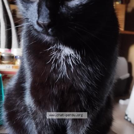 Photo 1/1 Chat retrouvé Perdu à Les Lucs Sur Boulogne
