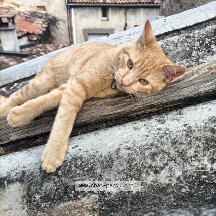 Photo de chat perdu à Montblanc