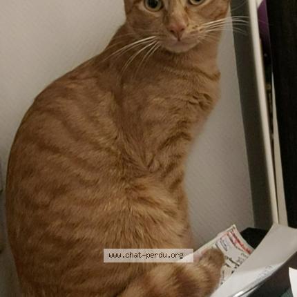 Photo 1/1 Caramel Chat perdu à Taninges