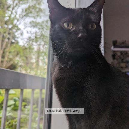 Photo 1/1 Appollon Chat perdu à Toulouse