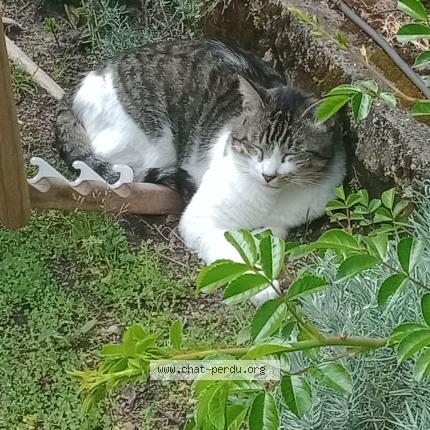 Photo de chat perdu à Bordeaux