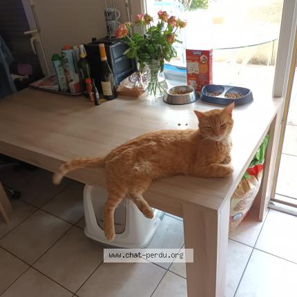 Photo de chat perdu à Grenoble 38100