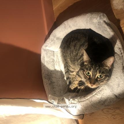 Photo de chat perdu à Levallois Perret