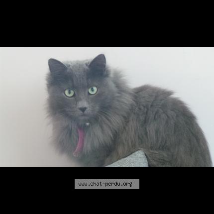Photo 1/1 Plume Chat perdu à Martigues