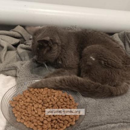 Photo 1/1 Chat retrouvé Trouvé à Maxent