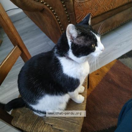 Photo 1/1 Chat retrouvé Perdu à Le Fousseret
