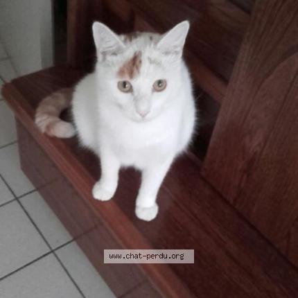 Photo 1/1 Chat retrouvé Perdu à Marmande