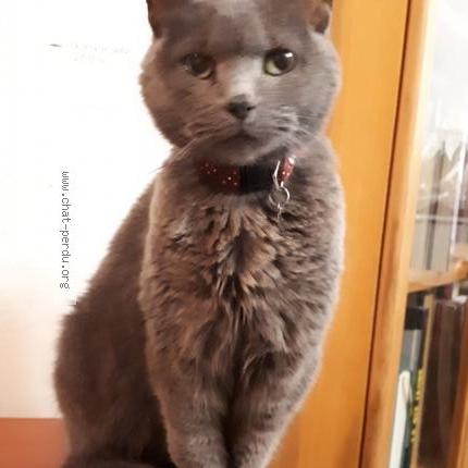Photo de chat perdu à Marquette Lez Lille