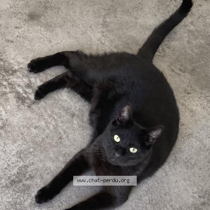 Photo 1/1 Chat retrouvé Perdu à Marseille