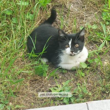Photo de chat perdu à Acheres La Foret