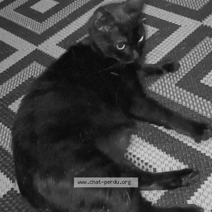 Photo 1/1 Maya Chat perdu à Villegouge