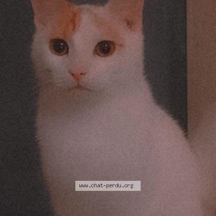 Photo 1/1 Chat retrouvé Perdu à Hirson