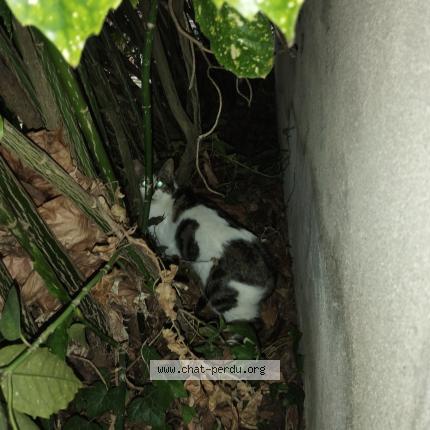 Photo 1/1 Chat retrouvé Trouvé à Blancs Coteaux