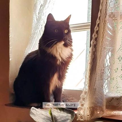 Photo 1/1 Seiya Chat perdu à Puimoisson