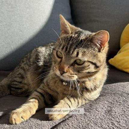Photo de chat perdu à Rochy Conde