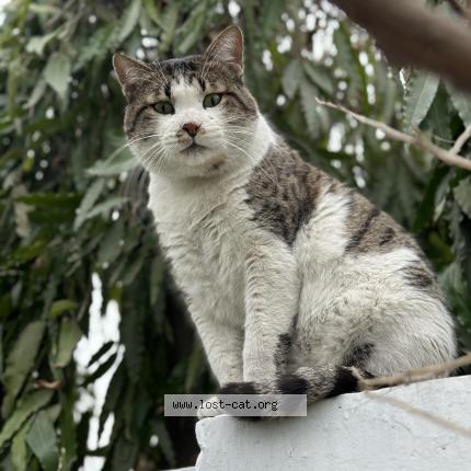 Photo 1/1 Sebastian Chat perdu à Lahore