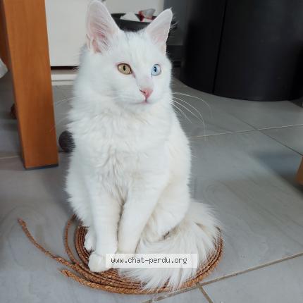 Photo 1/1 PHOENIX Chat perdu à Elne