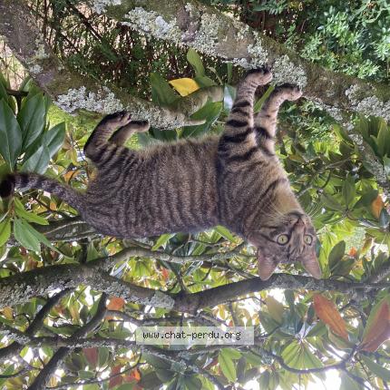 Photo de chat perdu à Vannes
