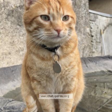 Photo de chat perdu à Suresnes