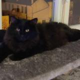 Photo de chat perdu à Conflans Sainte Honorine