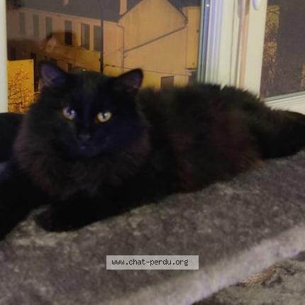 Photo 1/1 Chat retrouvé Perdu à Conflans sainte honorine