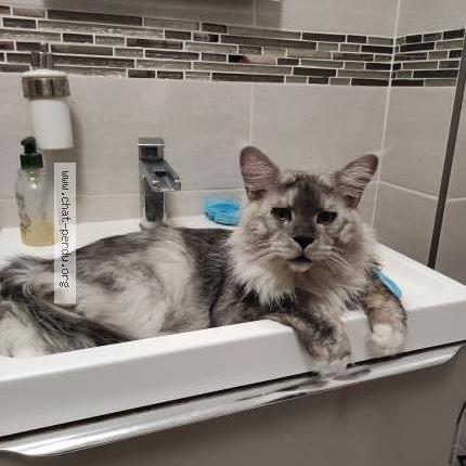 Photo de chat perdu à Rebais 77510