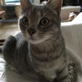 Photo de chat trouvé à Les Clayes